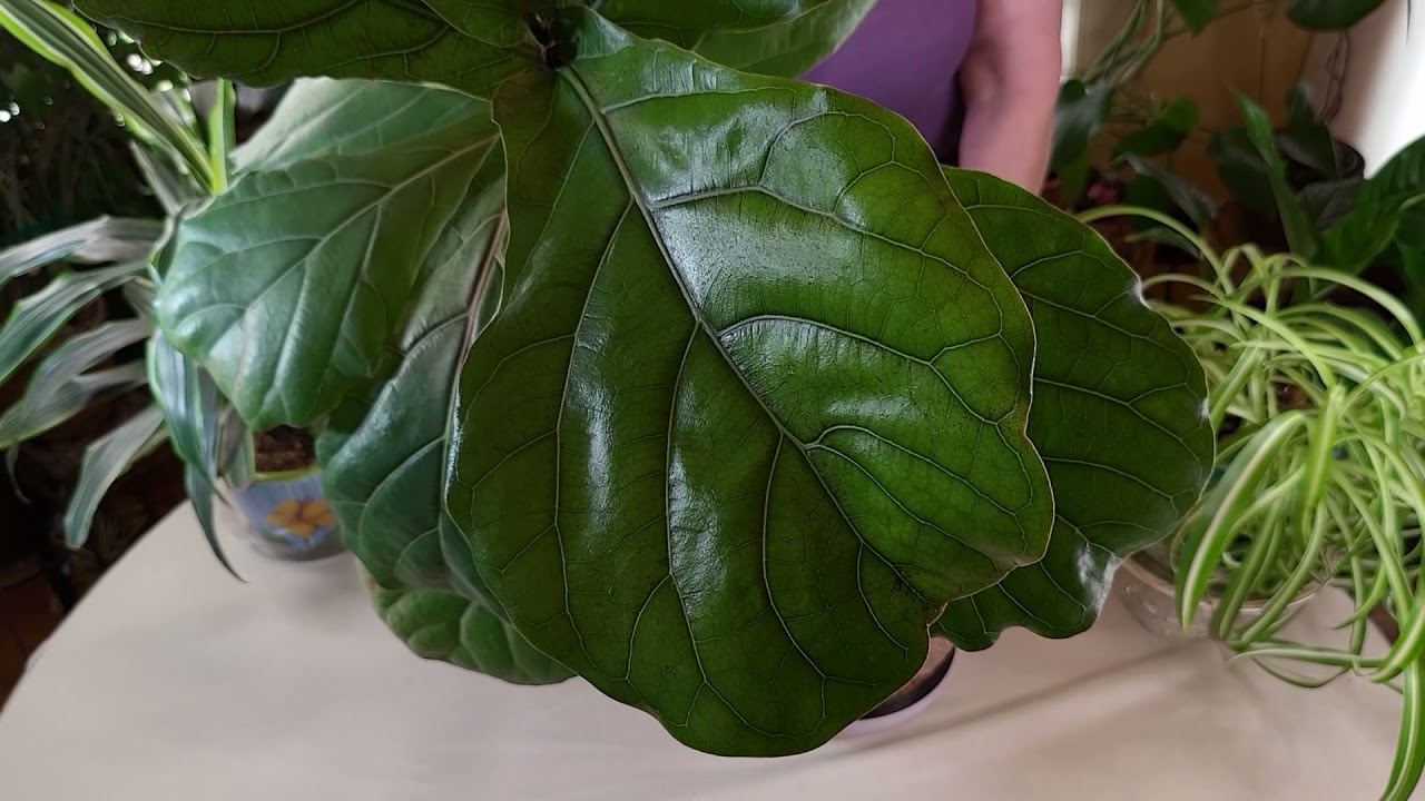 How to Revive a Fiddleleaf Fig (Part 4)