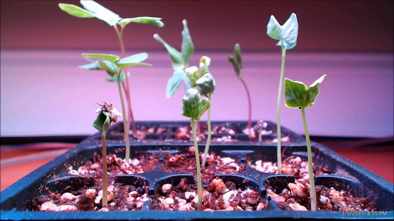 Morning Glory Seedlings Time-lapse
