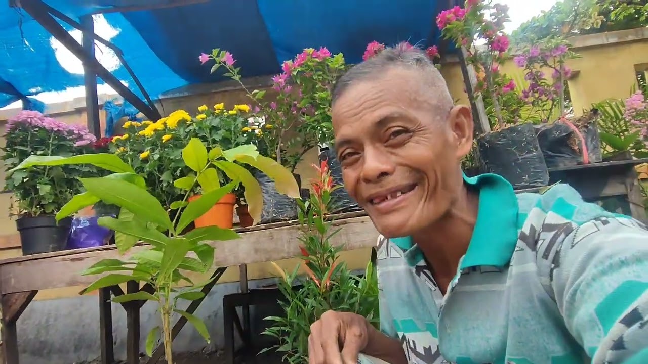 Tindak peken tumbas bibit matoa