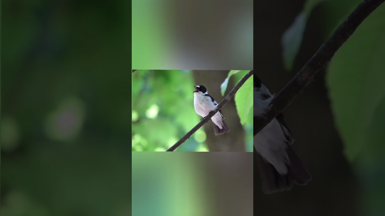 Как поет МУХОЛОВКА - Белошейка? (Ficedula albicollis)#голосаптиц #shorts #birds