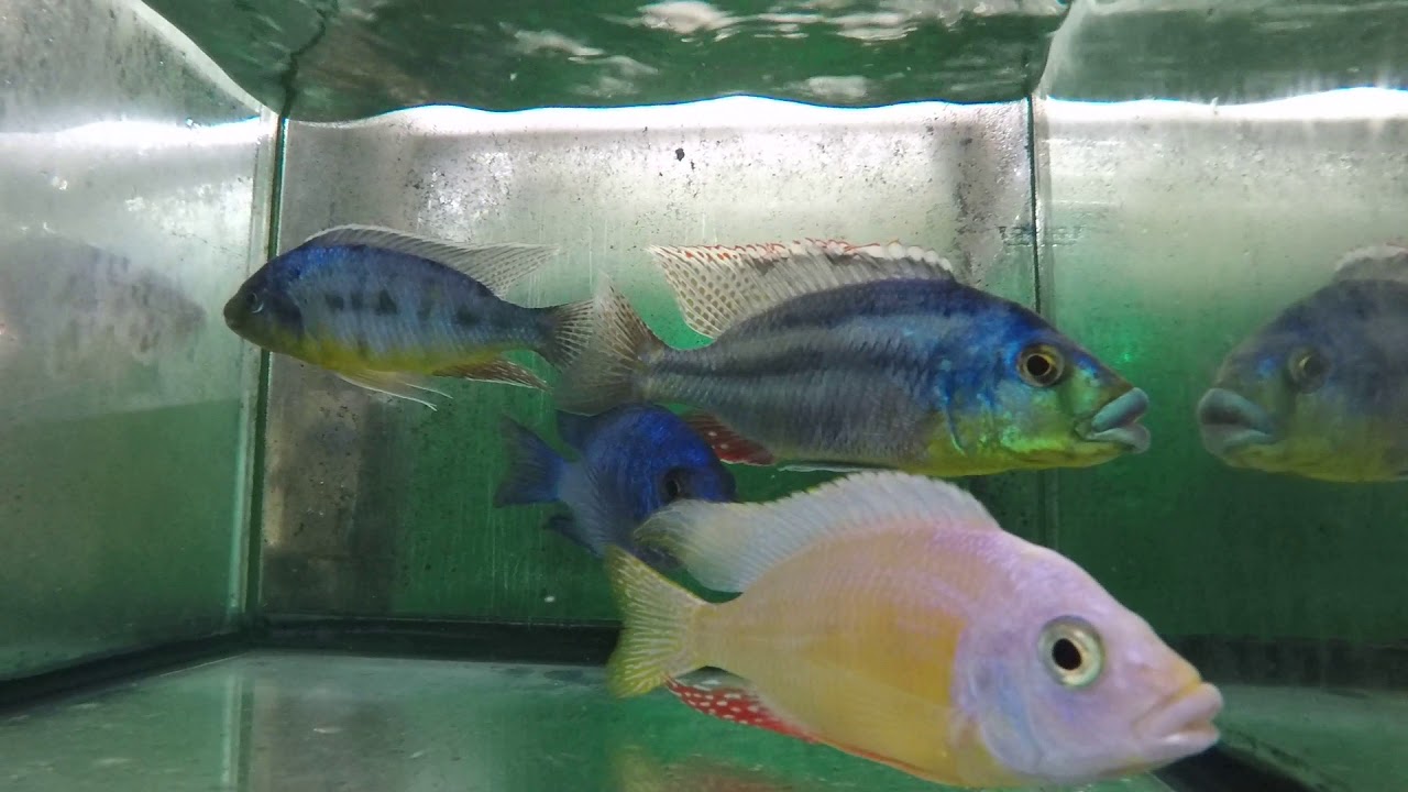 Albino Taiwan Reef, Mdoka White Lips, Euchilus, Pombo Rock and Venustus