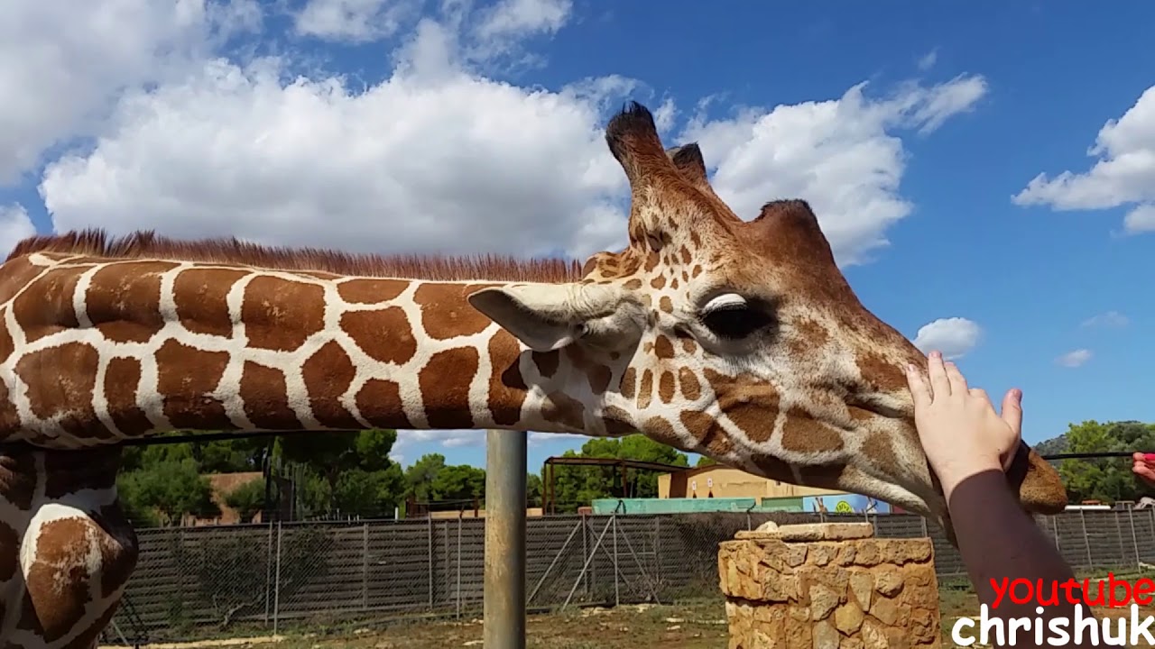 Safari Zoo, Sa Coma Majorca (Mallorca)