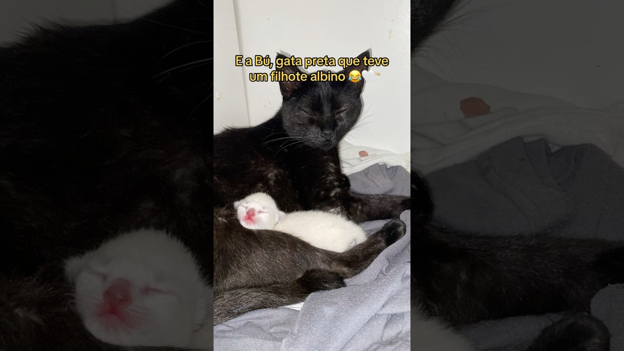 2 PRETOS = 1 ALBINO 🐈&zwj;⬛