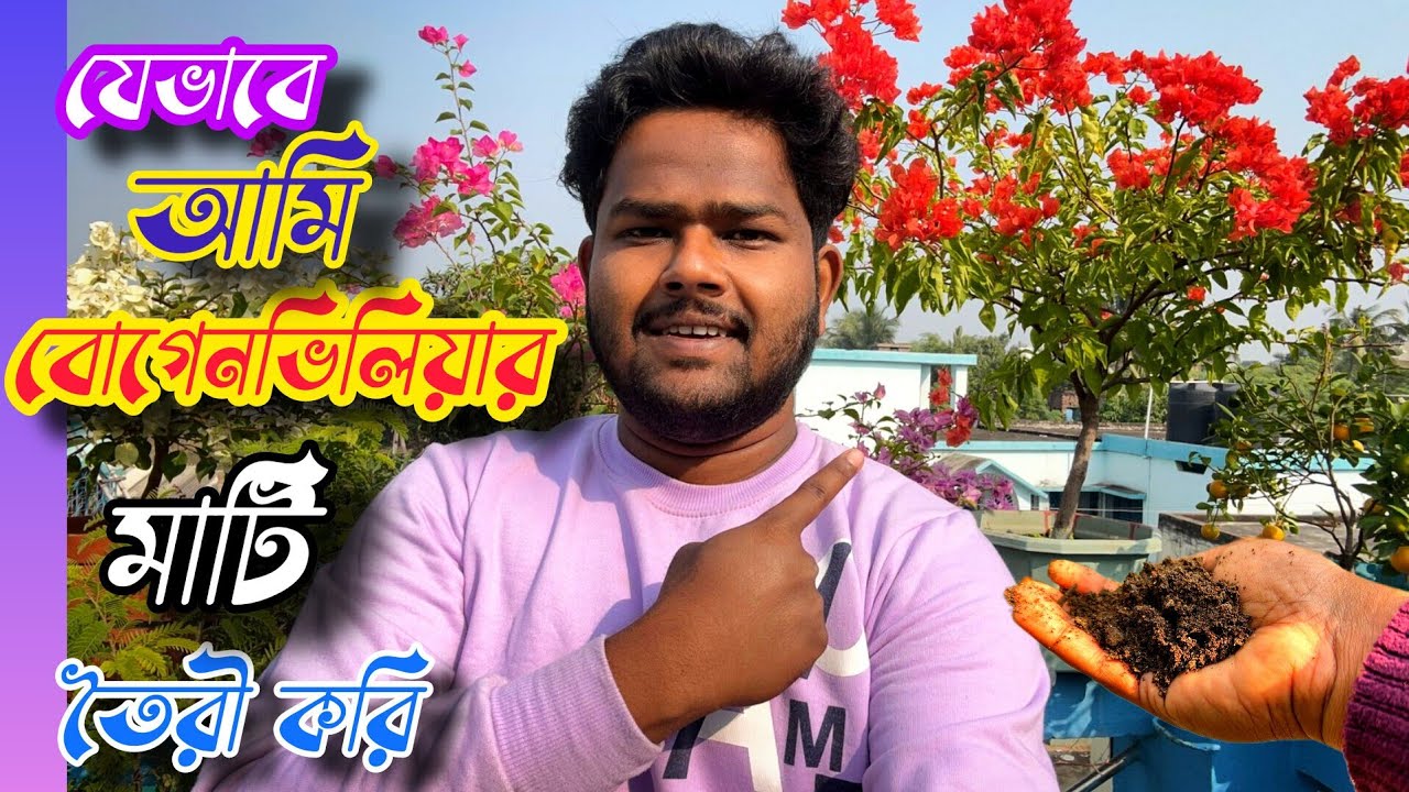 সহজে জৈবভাবে বাগানবিলাসের (Bougainvillea) মাটি প্রস্তুতি - এই ভাবে বোগেনভেলিয়া প্রতিস্থাপন করে দেখুন