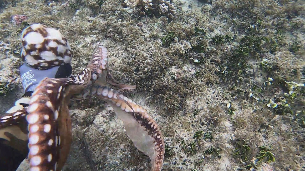 Tako Diving - During The Pandemic 2020 