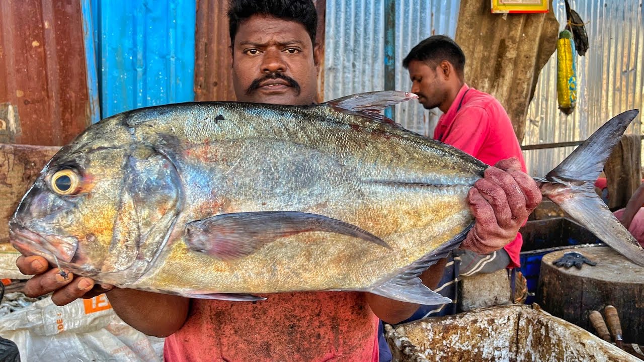 KASIMEDU 🔥 SPEED SELVAM | BIG TRAVELLY FISH CUTTING VIDEO | 4K VIDEO | KM FISH CUTTING