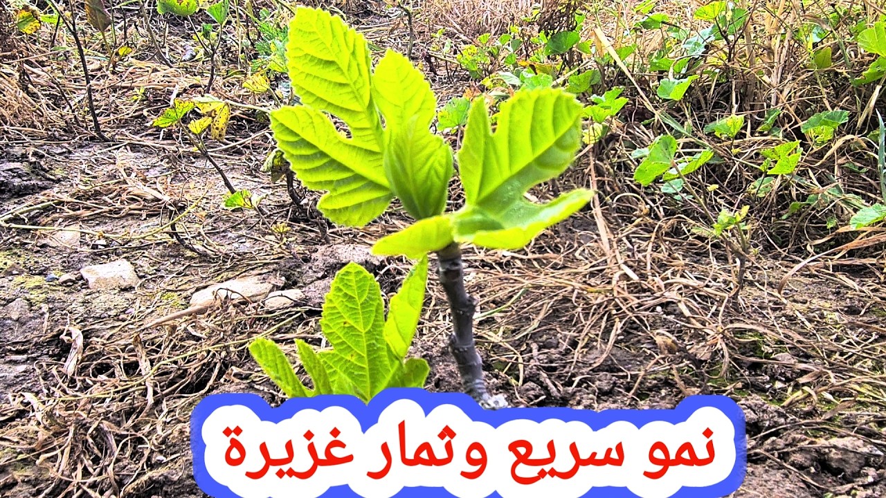 تسريع نمو شجرة التين وتحفيزها على الثمار الغزيرة