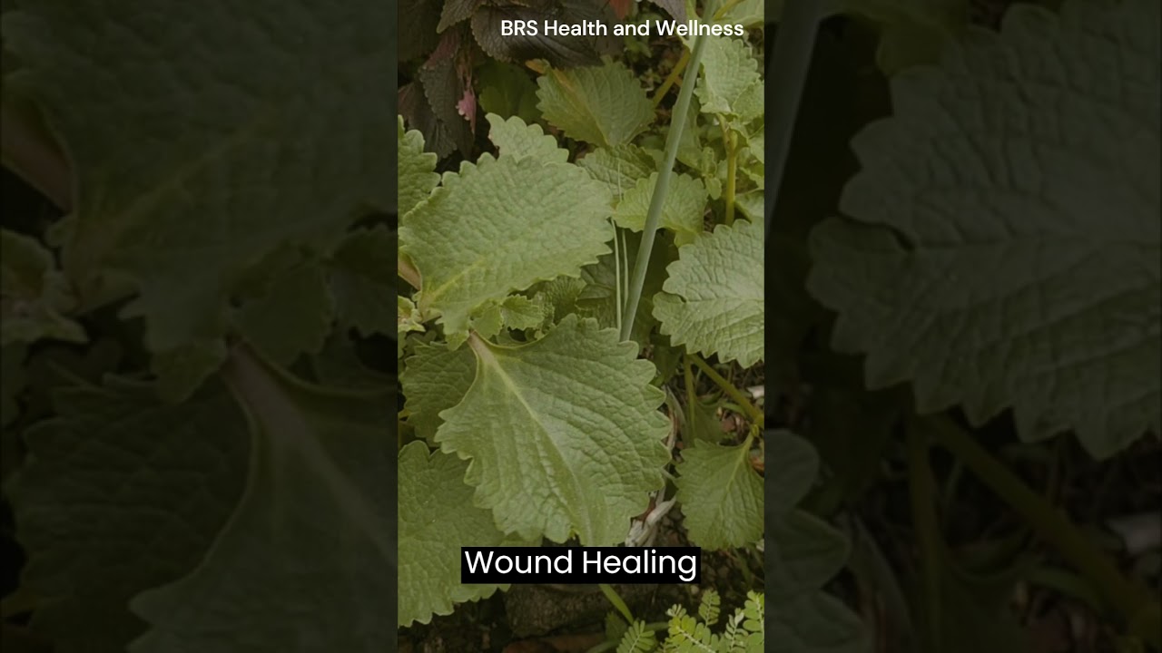 CALAVO HERBAL MEDICINE HEALTH BENEFITS