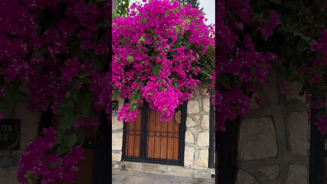 Bah&ccedil;emde begonvillerim #bah&ccedil;e #mersin #begonvil ￼
