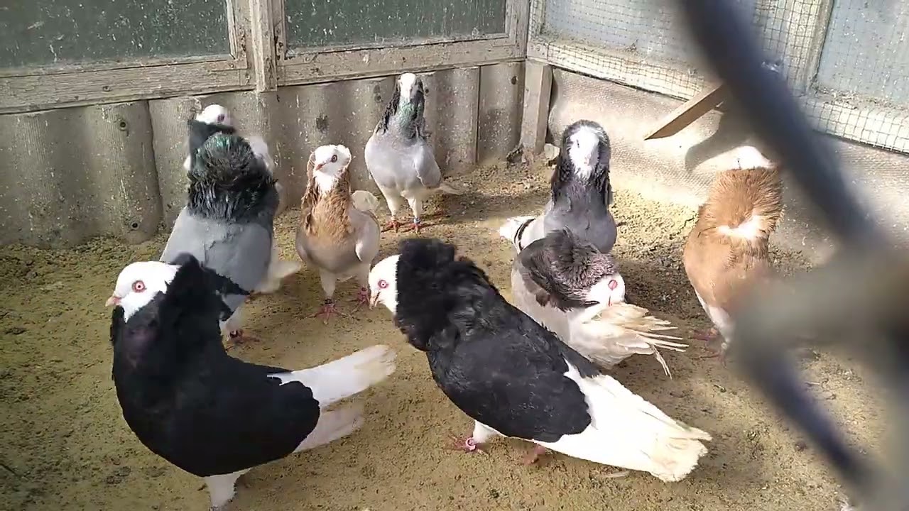 Староголандські Капуцини🇺🇦🕊Відкриваємо розплодовий сезон #pigeon2026 #🇺🇦🕊#birds 🇺🇦🕊