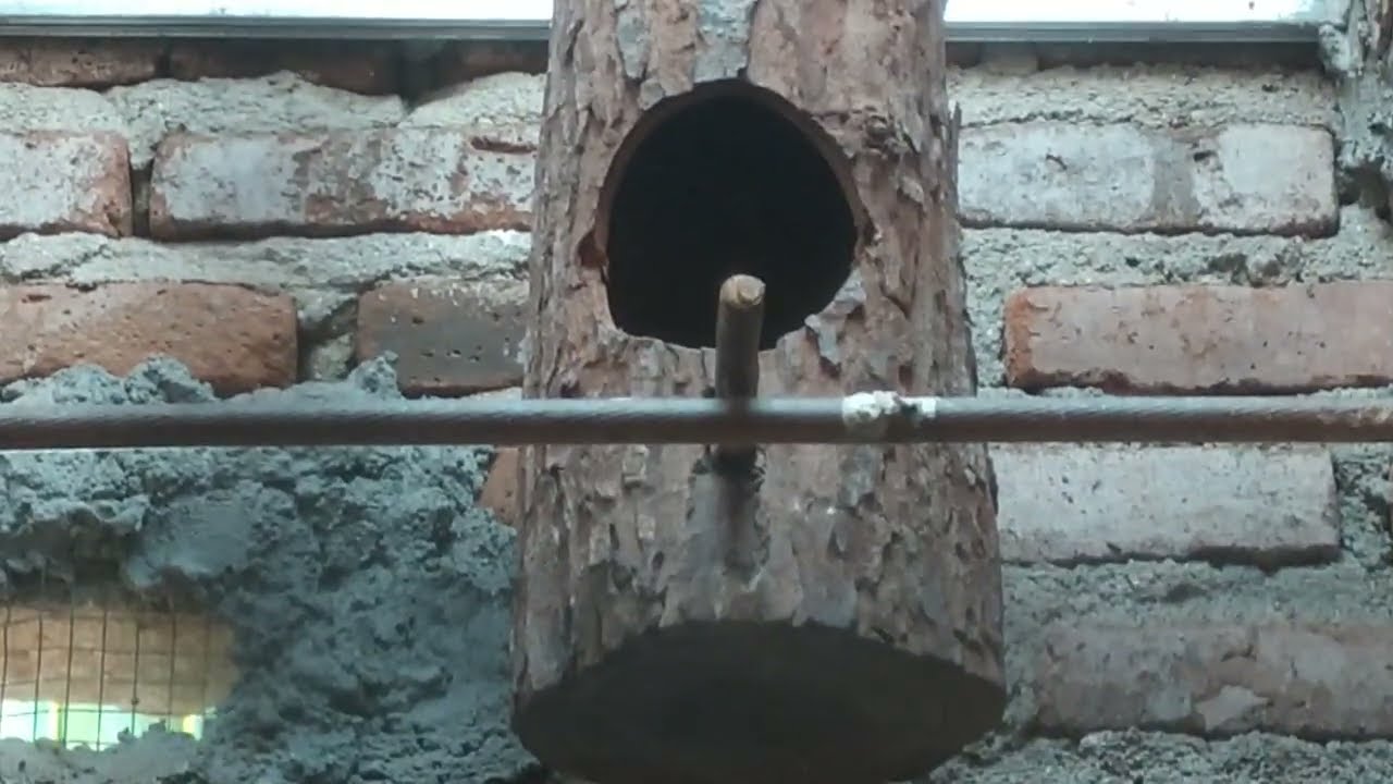 Tanda indukan burung murai batu punya anakan di  sarang