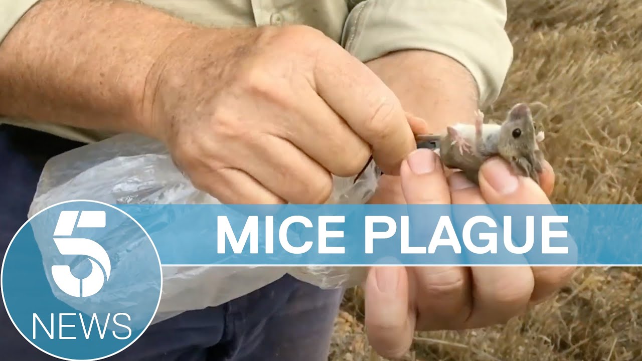 Mouse plague hits Australia as millions of rodents wreak havoc | 5 News