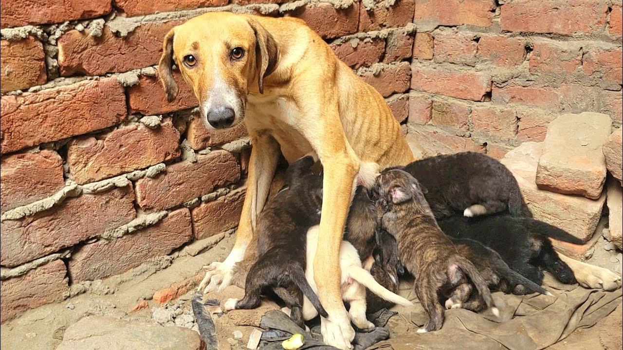 She sat there for seven days, waiting… a mother dog battling hunger and thirst. 🐾💔🥹