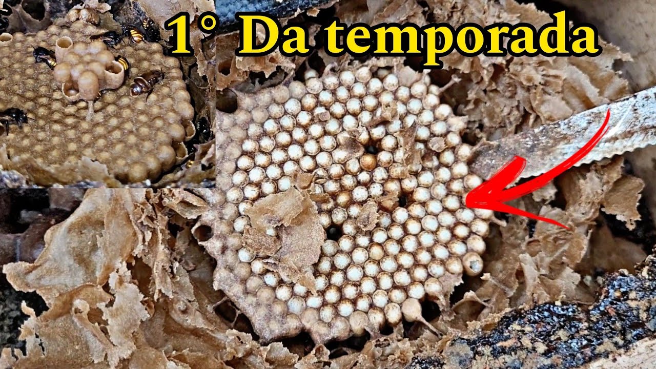 PRIMEIRAS MULTIPLICAÇÕES DE MANDAÇAIA DA TEMPORADA(Iniciantes veja esse vídeo) #abelhas