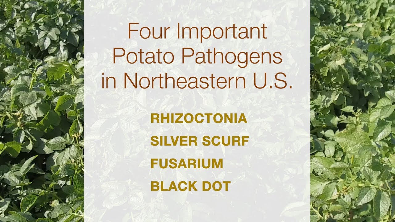 Protect Maine Potato Crops from Common Pathogens