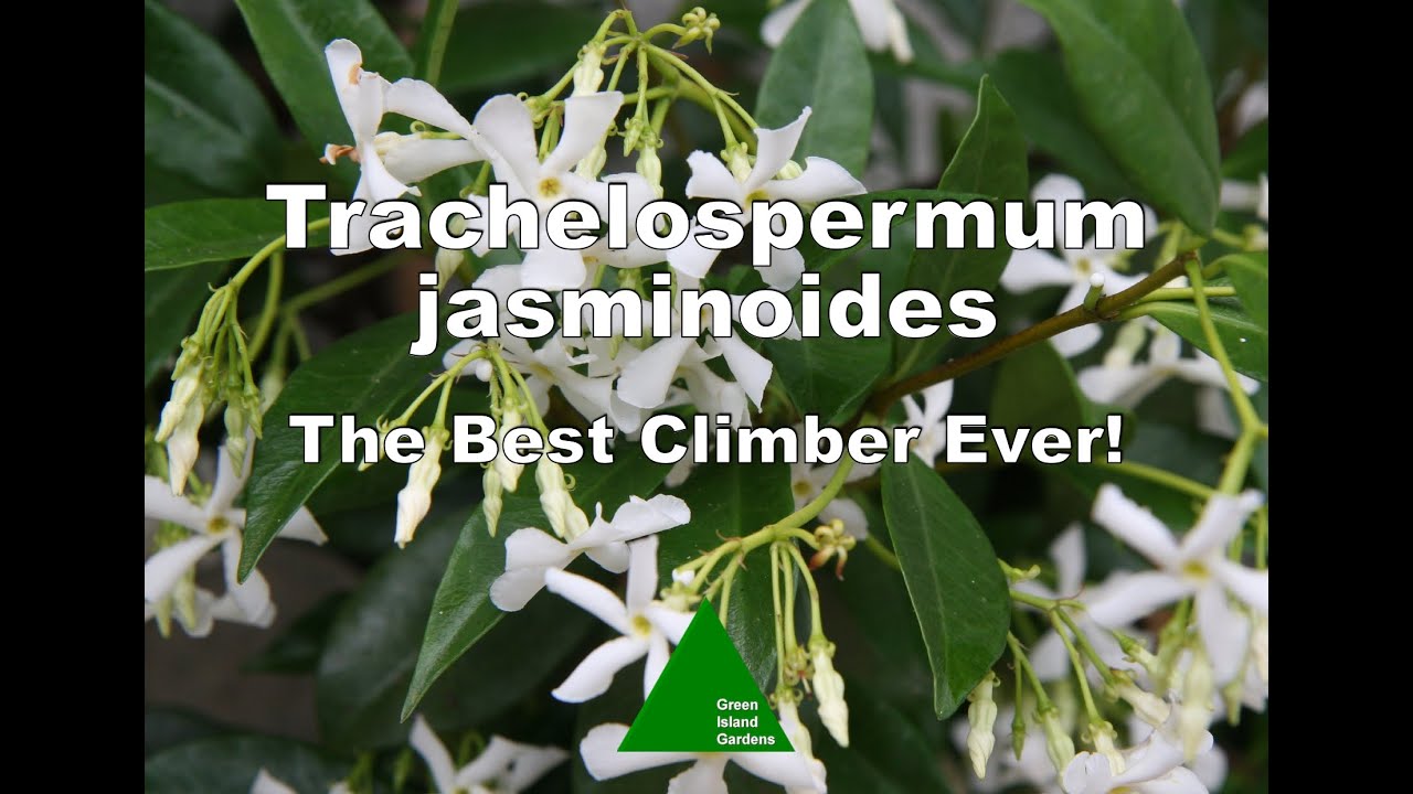 Trachelospermum jasminoides — лучшая лиана на свете!