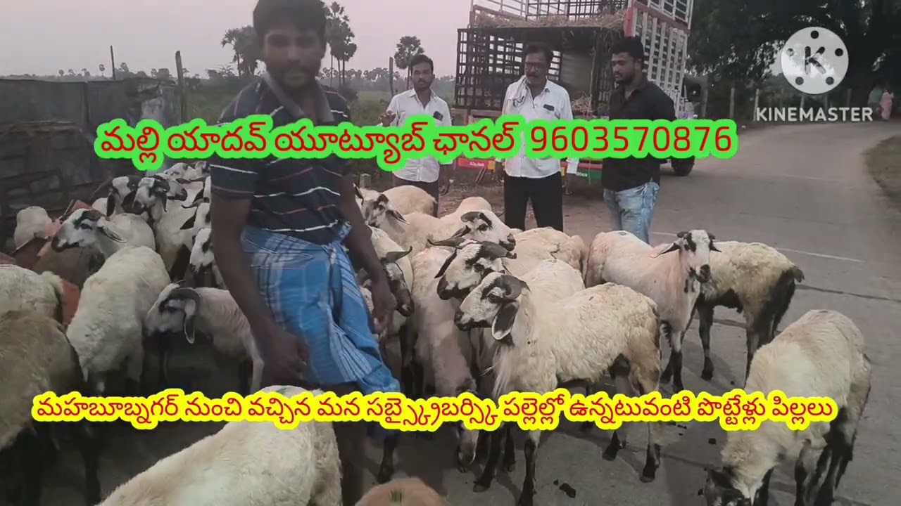 పల్లెల్లో నుంచి తక్కువ ధరల్లో#మహబూబ్నగర్ నుంచి వచ్చిన మన  సబ్స్క్రైబ్ కి పొట్టేళ్లు#గూడూరు గోట్ ఫార్