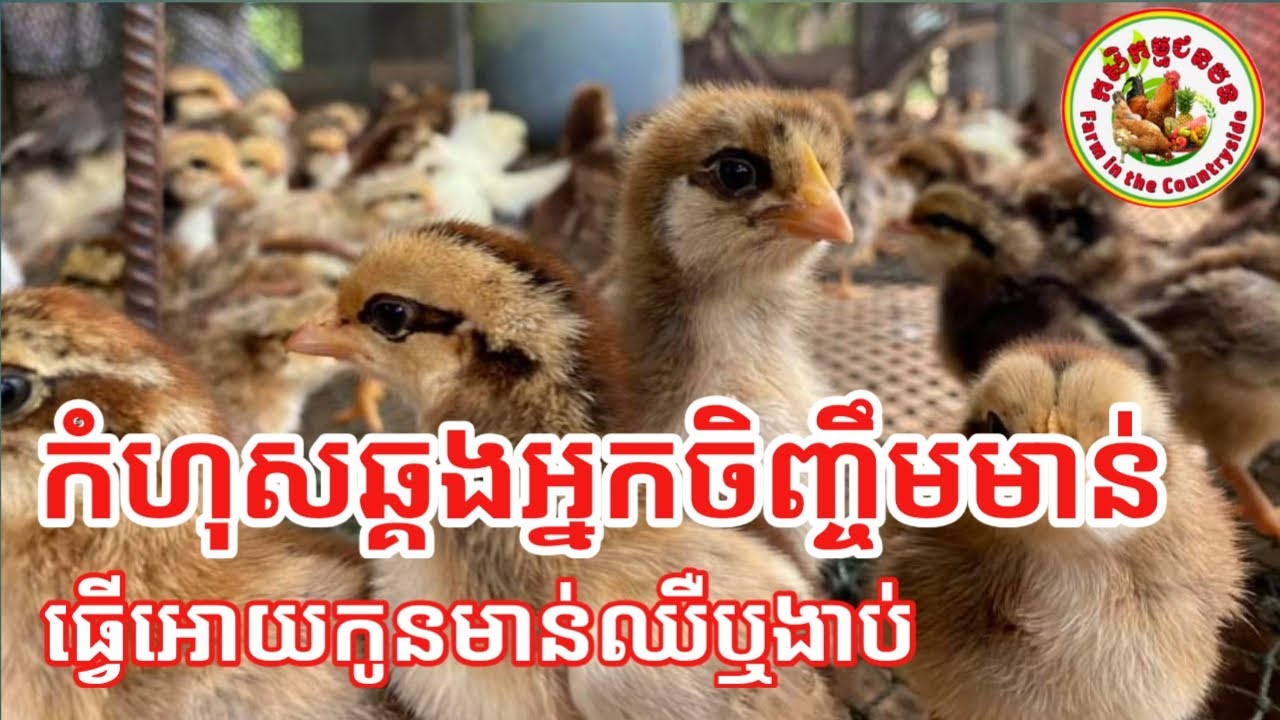 មូលហេតុកូនមាន់ឈឺឬងាប់ និងវិធីការពារ