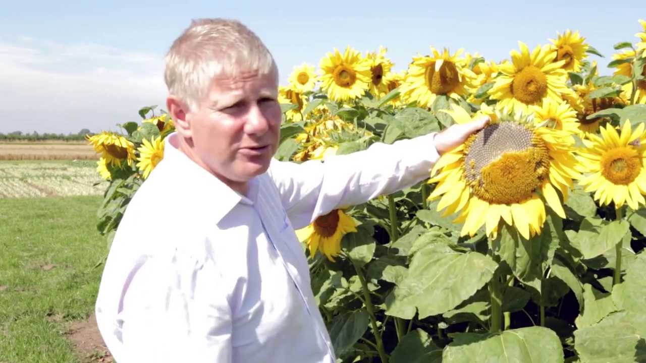 Choosing the Right Cover Crop for your Shoot
