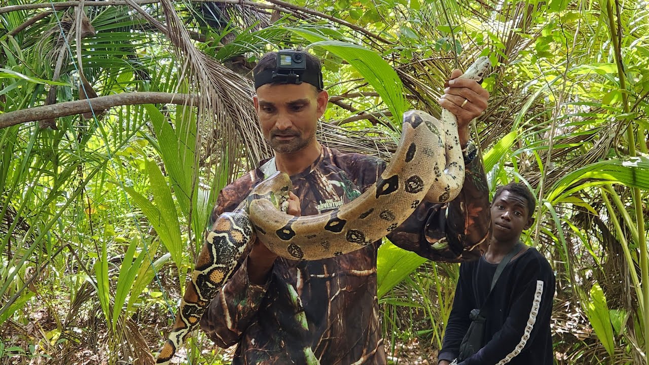 Capturing and relocating two Red tail boa.(macajuel)