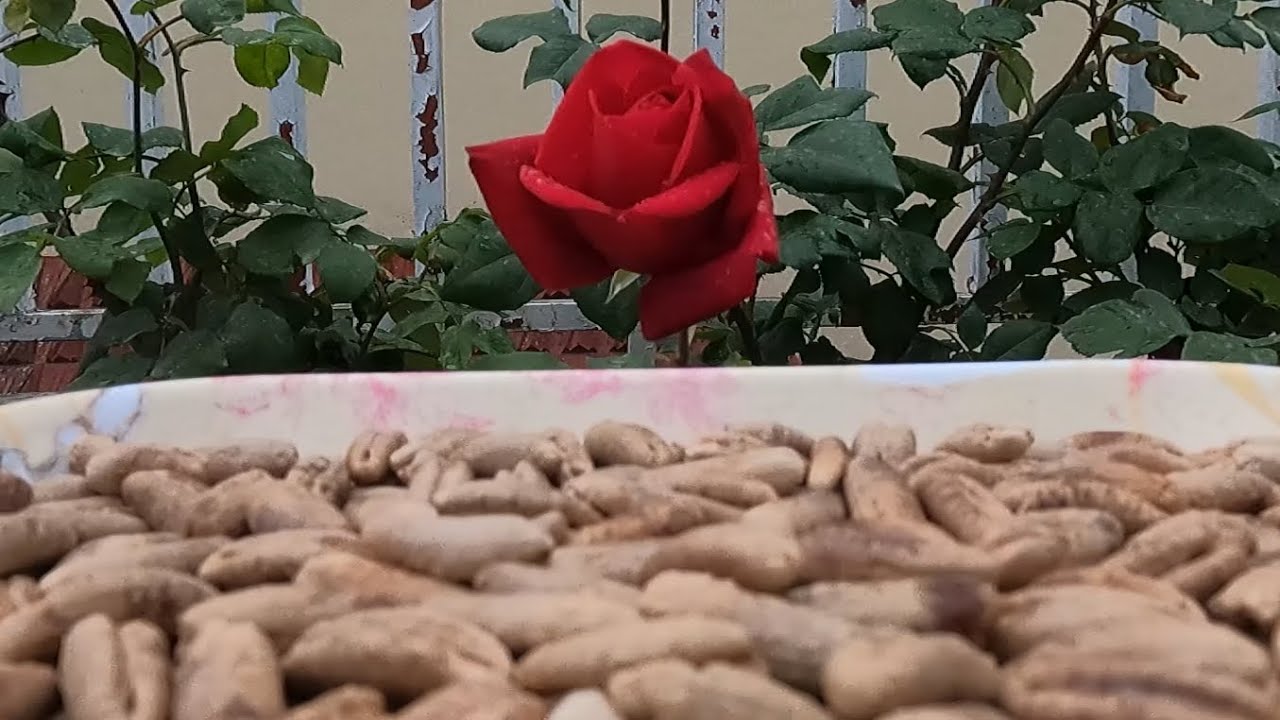 Homemade organic date seed coffee | easy steps | quick guide | make at home |@zedyventures5253