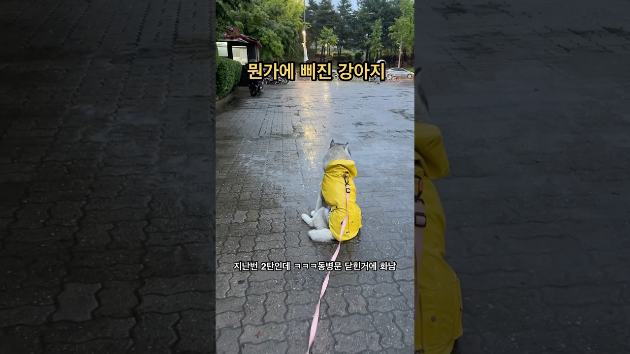 뭔가에 삐진 강아지 (안가스키)