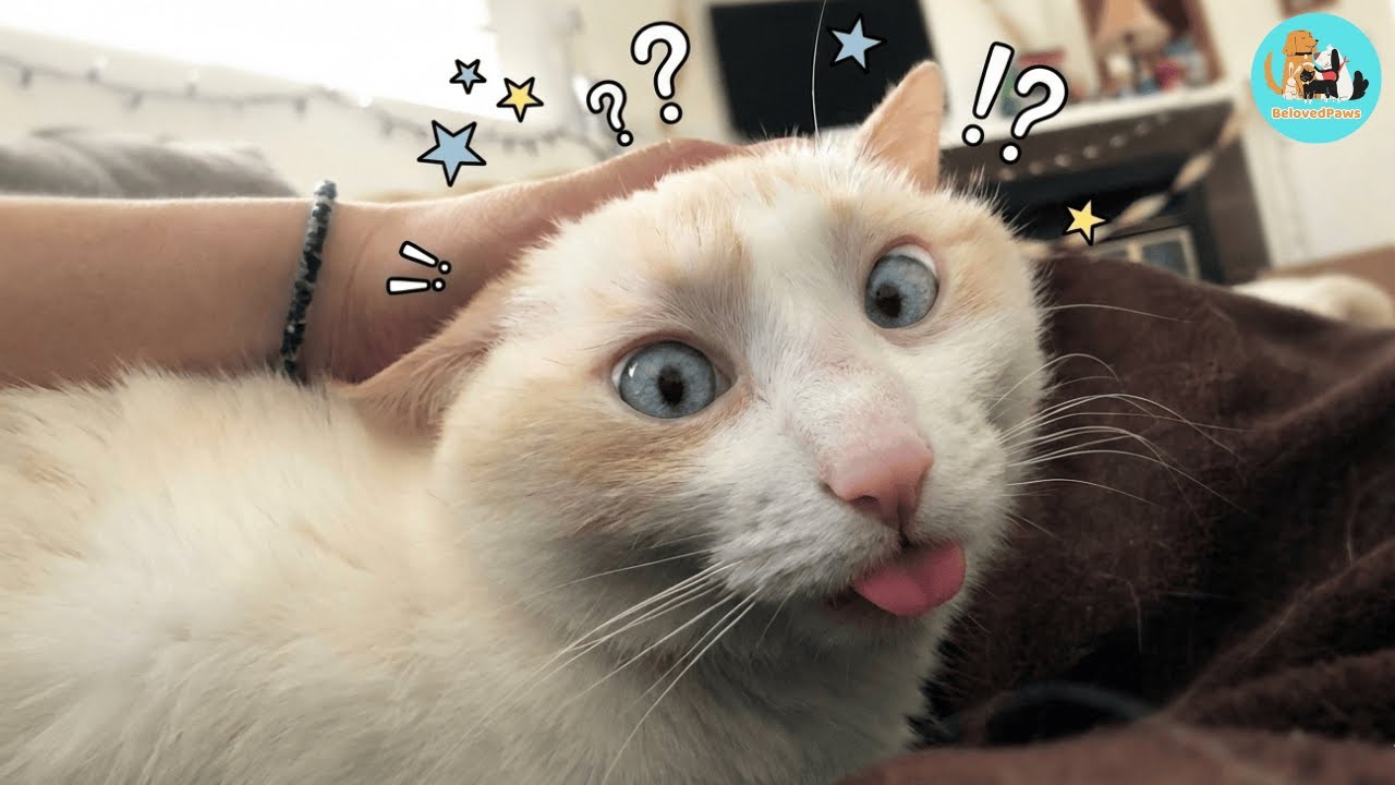 He’s a 15-Year-Old Blind Cat and a Total 'Airhead'—But I Wouldn't Change a Thing