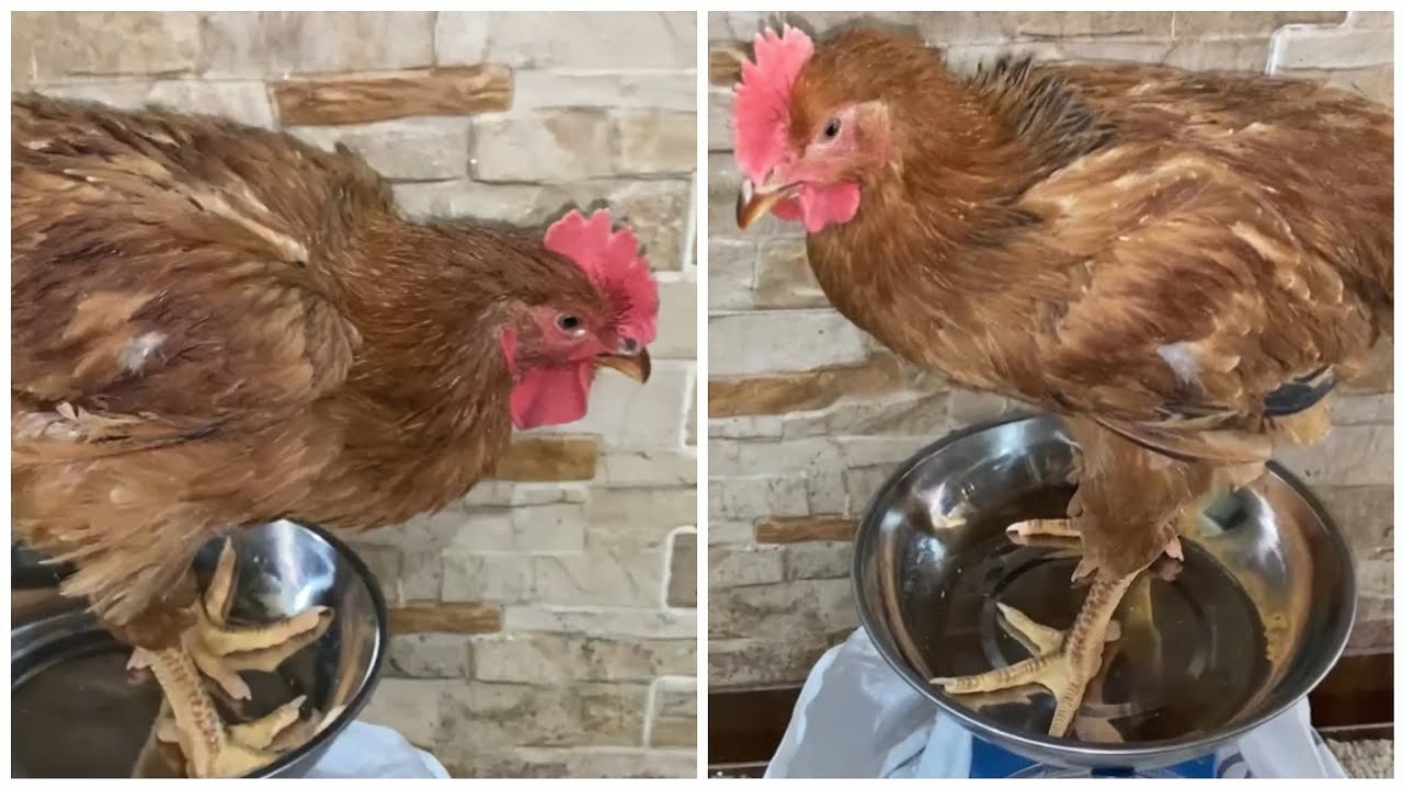 شوفوا وزن الفراخ الساسو في 50 يوم بس وصلت لكام 🐓 وصفة أكبر مزارع تسمين الساسو /نهاية دورة الفراخ 
