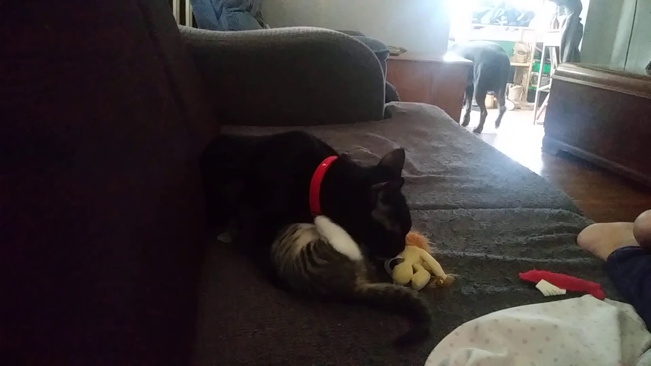 My kitten is crazy!!!