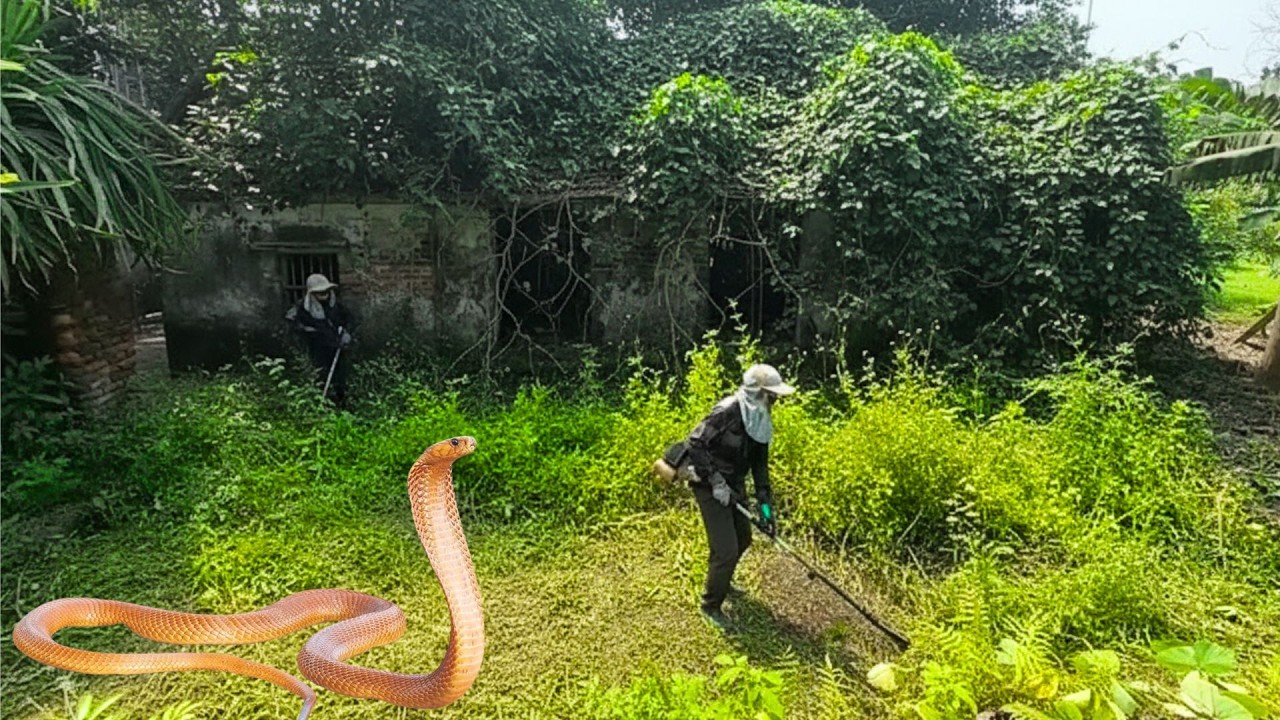 Shocking! Venomous snakes hindered us from cleaning the girl's house - the truth after the cleanup.