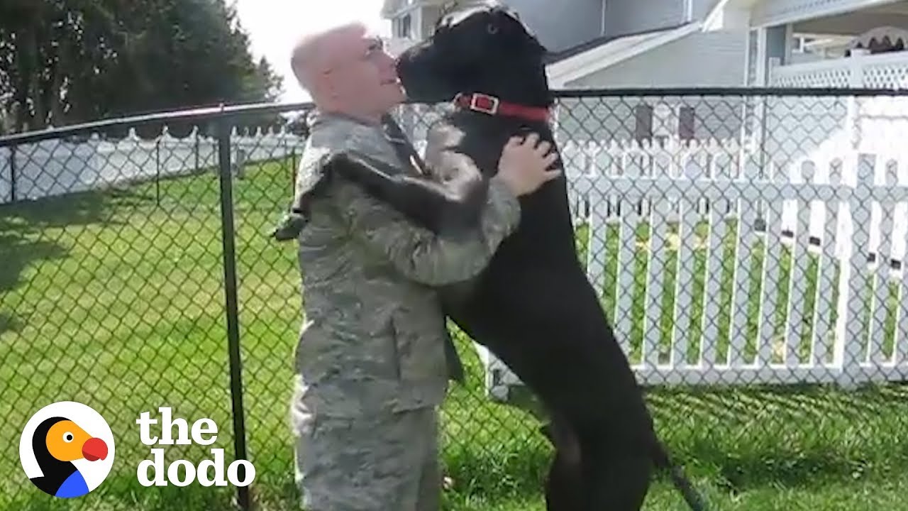 Dogs Are So Excited to Reunite with Their Soldier Moms and Dads | The Dodo