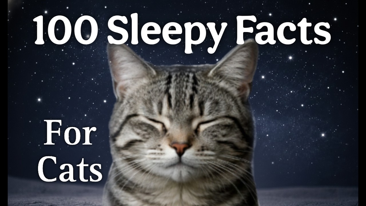 The Quiet Science of Cats - A Calm Science Documentary