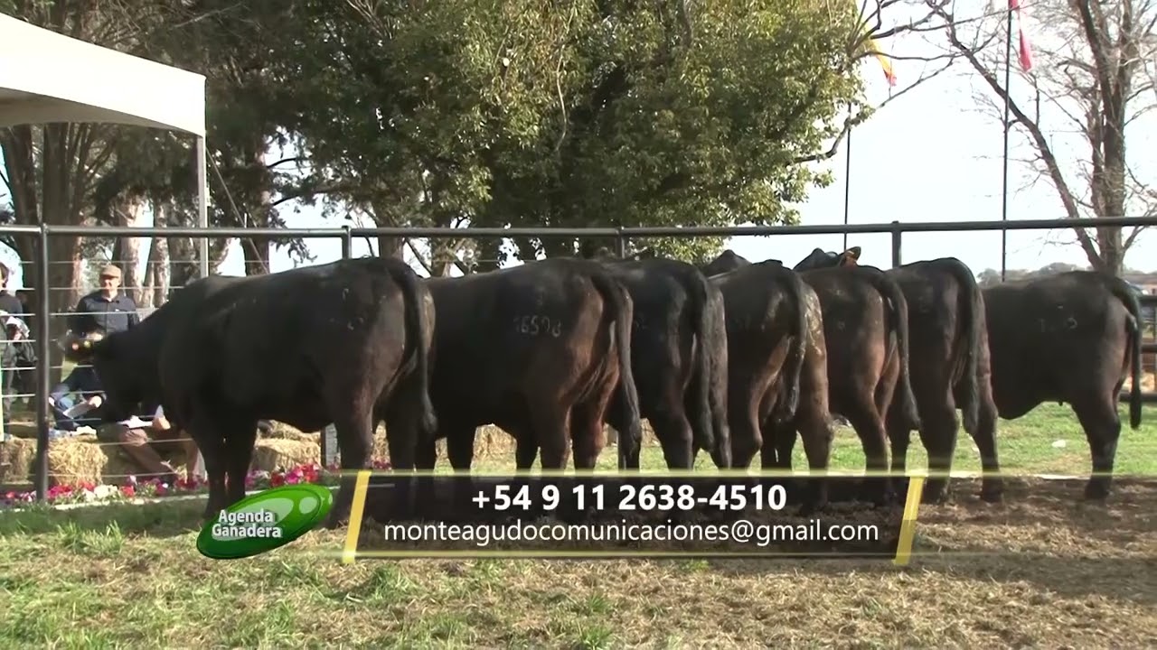 Agenda Ganadera - Diego Zago - 1-9-25