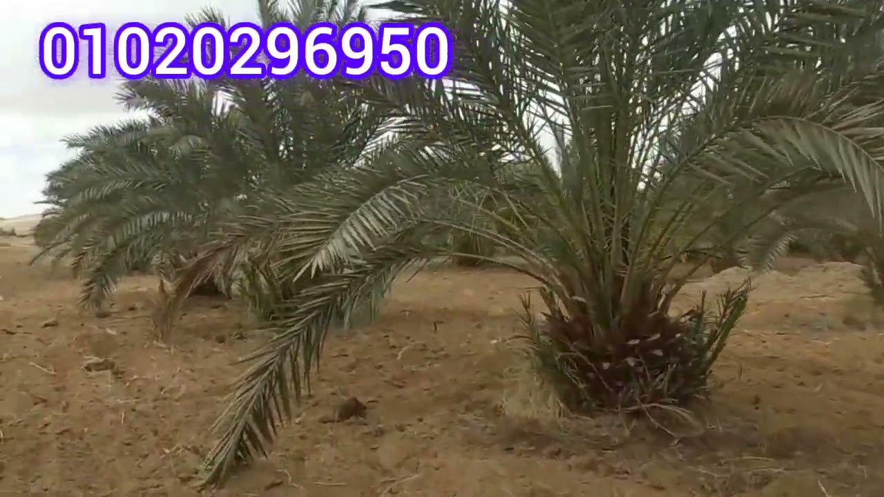 26فدان فالواحات البحرية بها700نخلة منتجةواستراحة وطاقة15حصان بير150متر بهاملف دفعه قسطين 01020296950