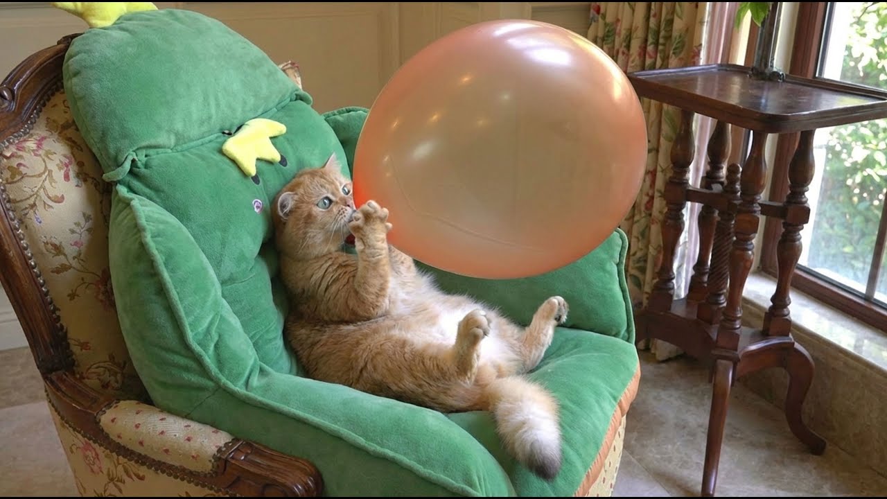 Cats Malfunctioning in Real Life - Funny Cats Compilation