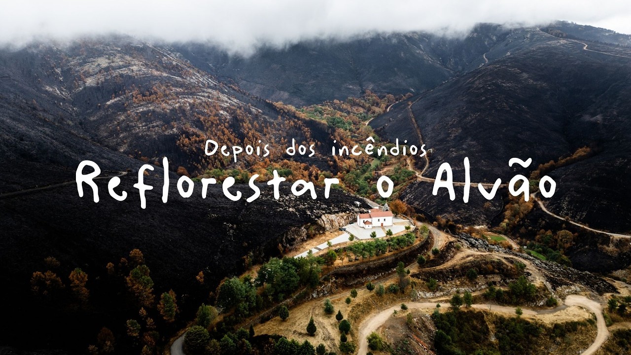 Reflorestação do Alvão (depois dos incêndios)