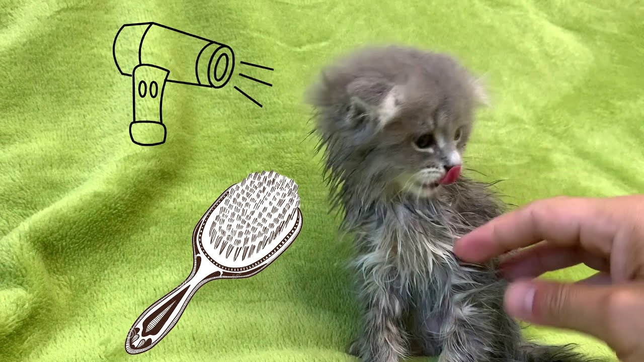 Drying Dirty Kitten John after bathing | Now I'm clean, dry and fluffy