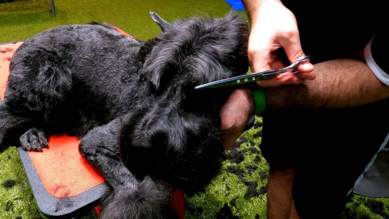 Full body and head clipper and scissors Giant Schnauzer