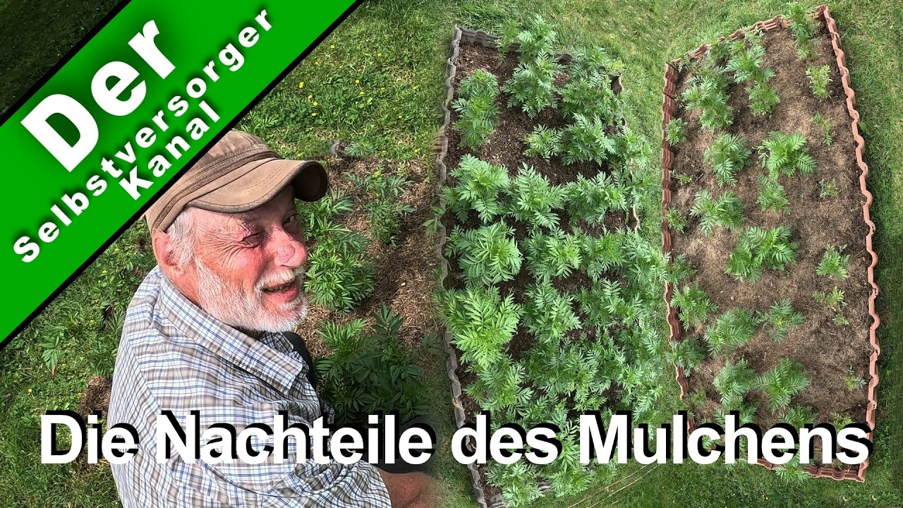 Mulchen, ja oder nein. Nur ein einfacher Versuch.