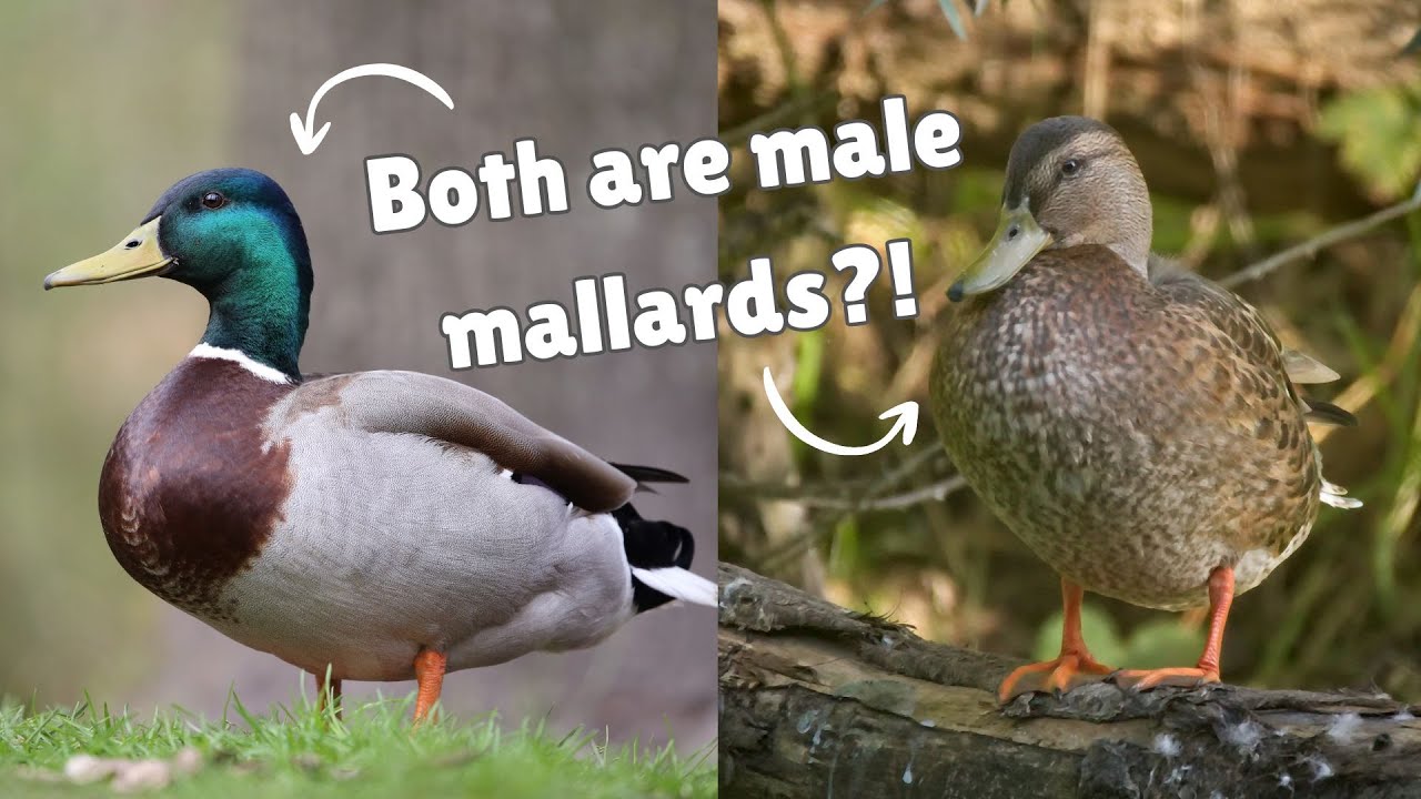What is Eclipse Plumage?