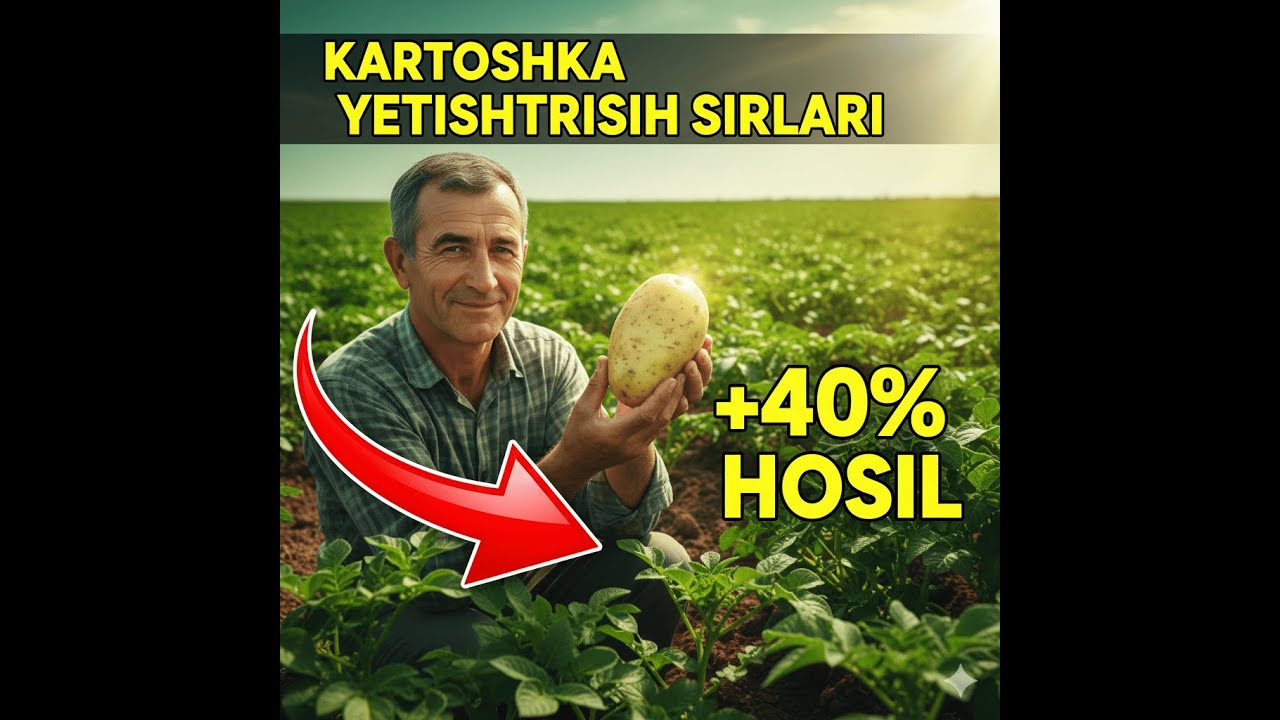 Kartoshka yetishtirish sirlari — hosildorlikni oshirish (+40%) #kartoshka#hosildorlik#dehqonchilik