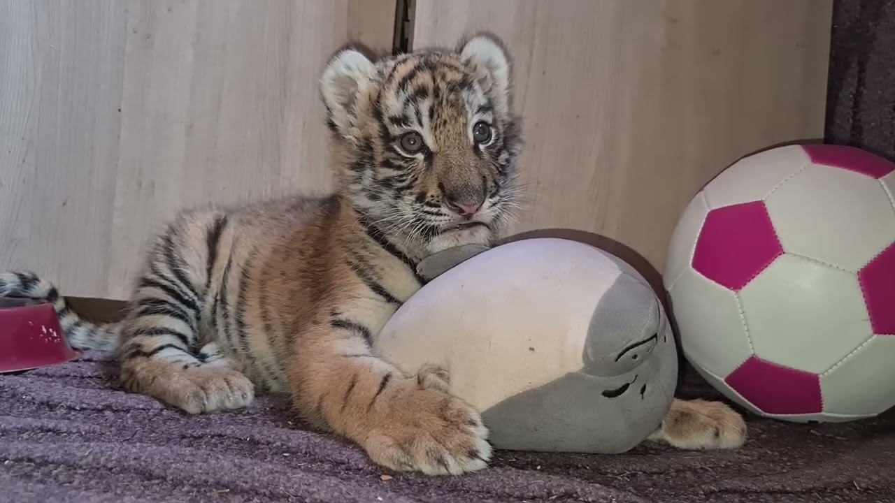 Тигрёнок Инфинити-электрик ! Tiger cub Infinity is an electrician