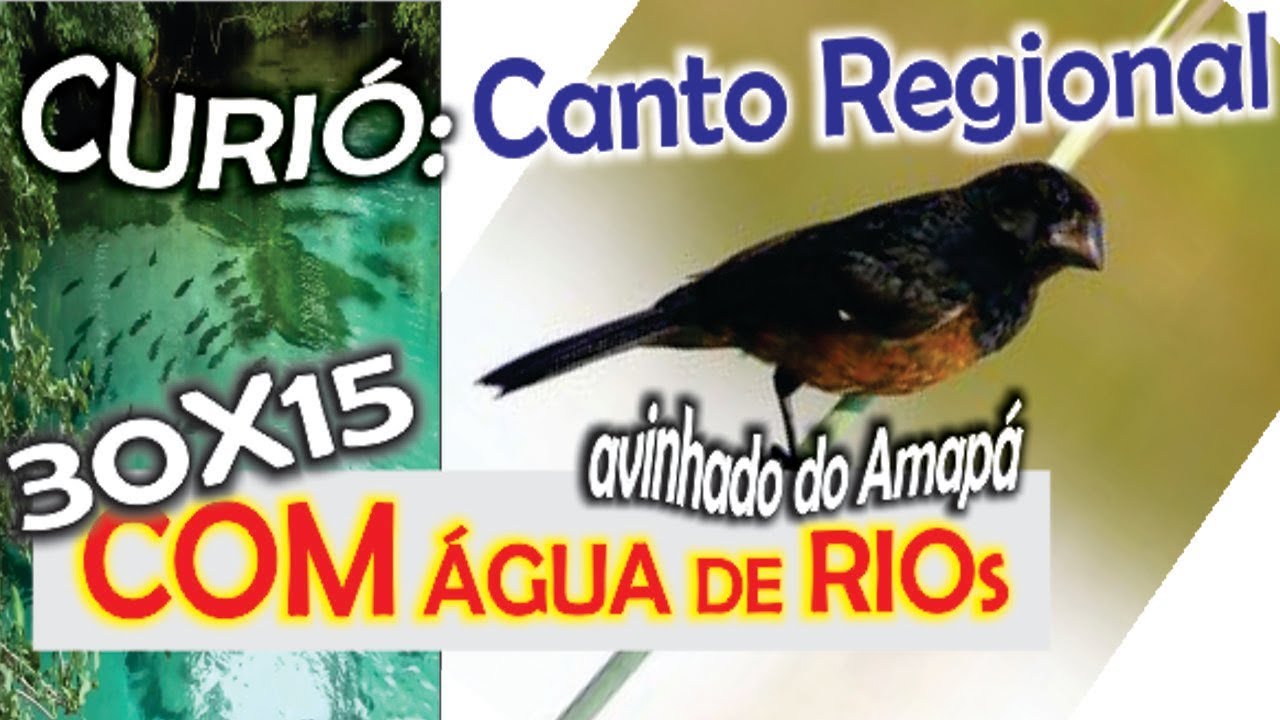 #35 canto regional do Curi&oacute; avinhado do Amap&aacute; com 30 minutos de canto e 15 minutos de som de &aacute;gua de