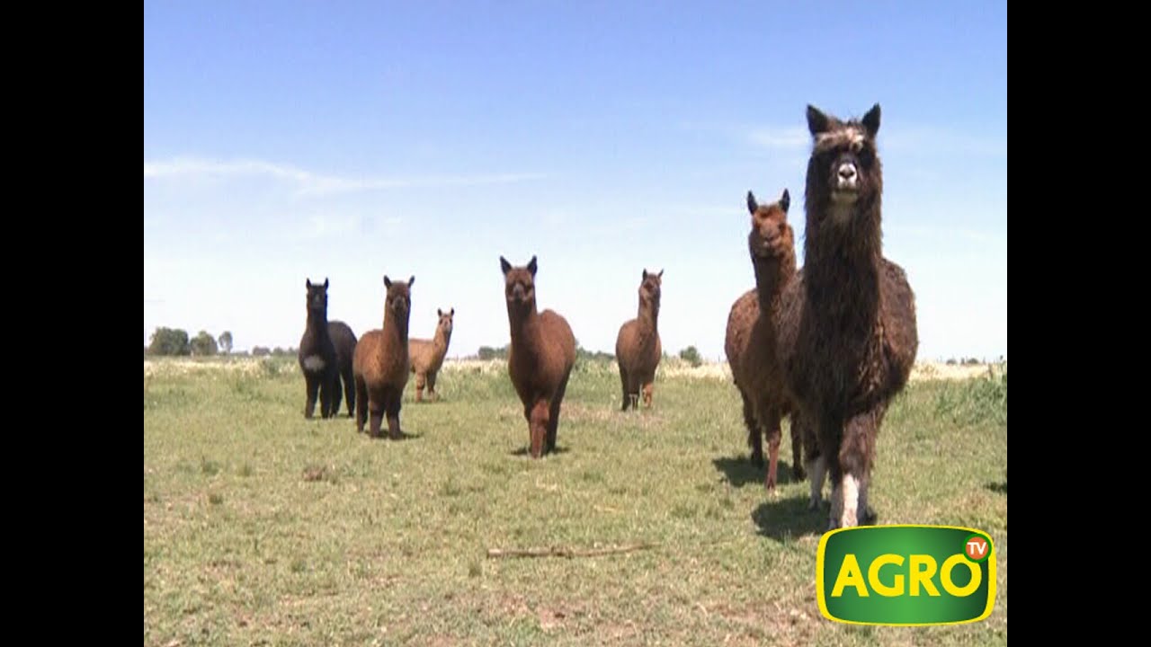 Secretos para la cría y el manejo de Llamas y Alpacas. (#574 2014-08-02)