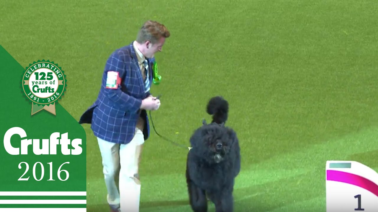 Working Group Winner Interview | Crufts 2016