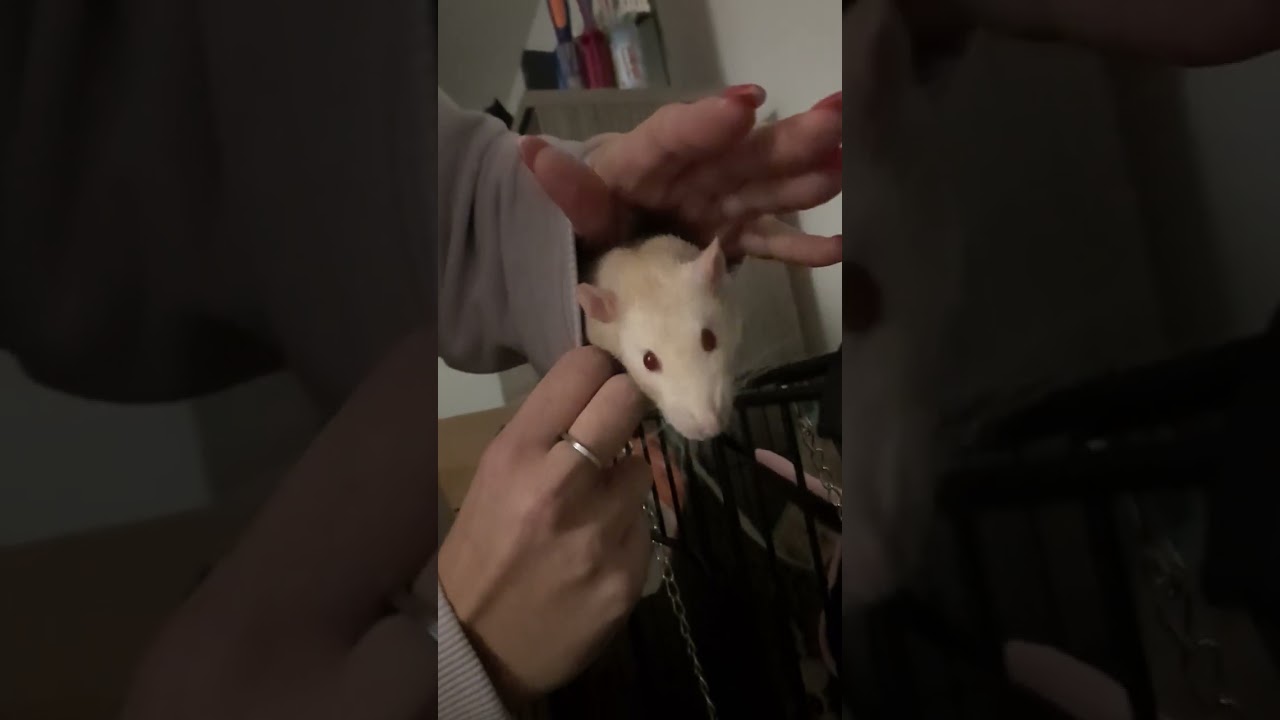 #ratten