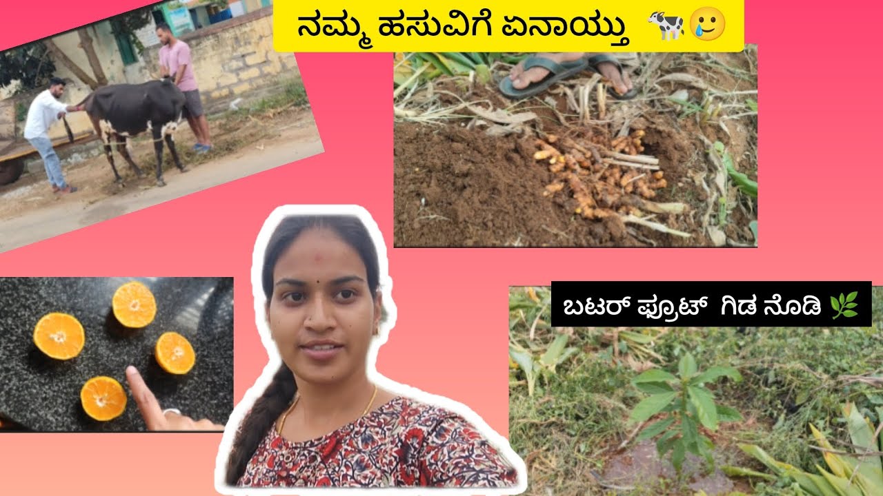 ಯಾಕೋ ವೀಡಿಯೋಸ್ ಮಾಡಕ್ಕೆ ಆಗ್ತಾ ಇಲ್ಲ 🥲🥺#village#villagelife#orange#butterfruit#butterfruittree#halli#fun