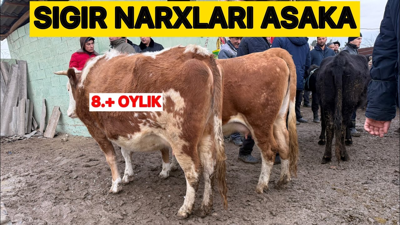 🛑SIGIR NARXLARI ASAKA BOZORI‼️TANISHING