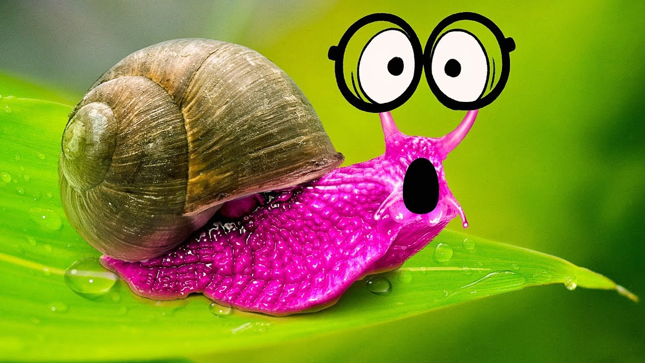 AWESOME Facts About SUPER-SIZED SNAIL!