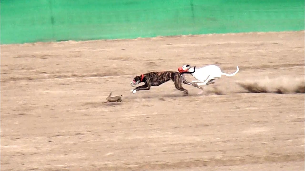 #Dog Coursing Race (25)Dors National club salum 1Dec 2024